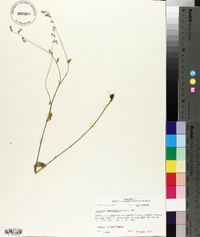 Lobelia appendiculata image