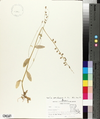 Lobelia appendiculata image