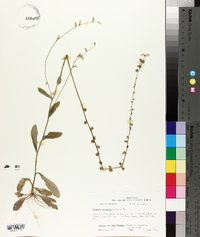 Lobelia appendiculata image