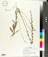 Lobelia appendiculata image