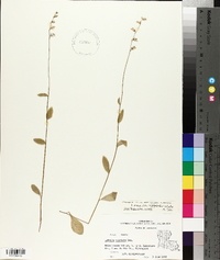 Lobelia appendiculata image