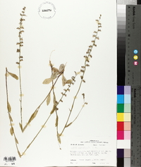 Lobelia appendiculata image