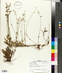 Lobelia appendiculata image