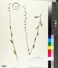 Lobelia appendiculata image