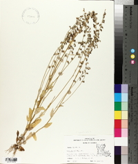 Lobelia appendiculata image