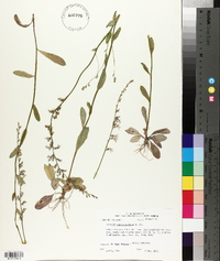 Lobelia appendiculata image