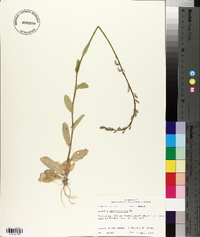 Lobelia appendiculata image