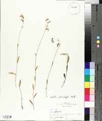 Lobelia flaccidifolia image