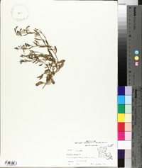 Lobelia erinus image