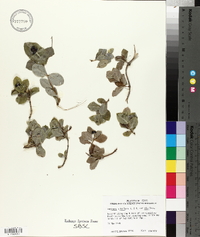 Lonicera albiflora image