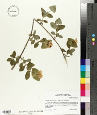 Lonicera albiflora image