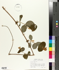 Lonicera flava image