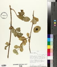 Lonicera flava image