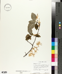 Lonicera flava image