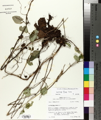 Lonicera flava image