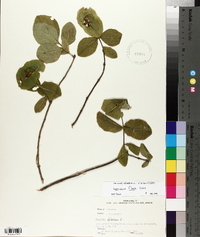 Lonicera flava image