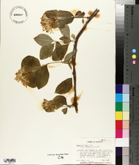 Lonicera flava image