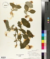 Lonicera flava image