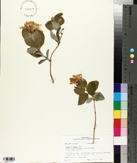 Lonicera flava image