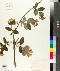 Lonicera flava image