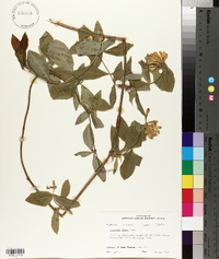 Lonicera flava image