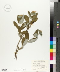 Lonicera dioica image