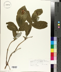 Lonicera dioica image