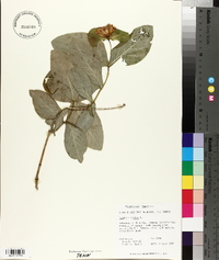 Lonicera dioica image