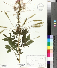 Cleome houtteana image