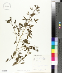 Cleome rutidosperma image