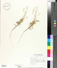 Polanisia jamesii image