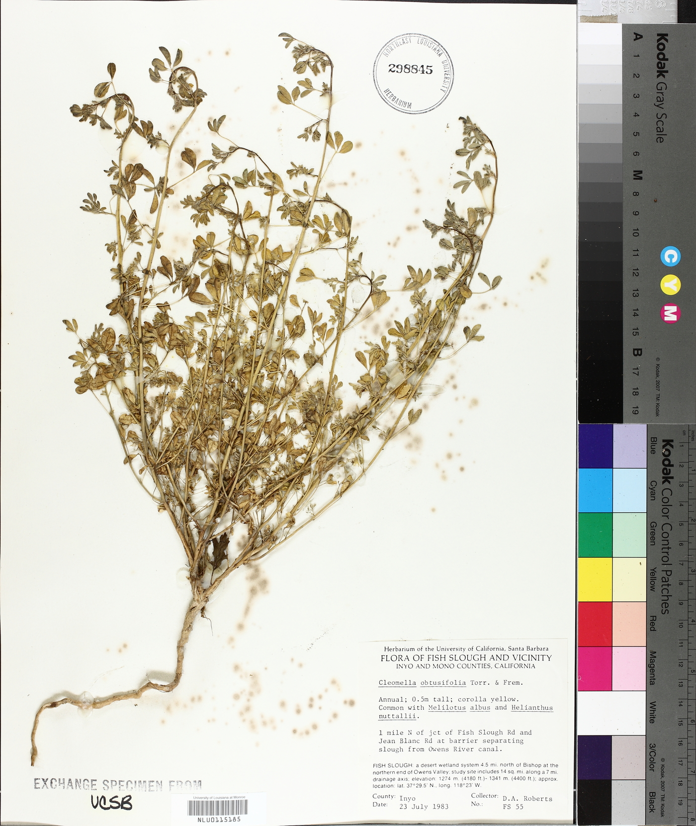 Cleomella obtusifolia image