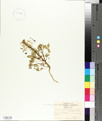 Image of Cleomella grandiflora