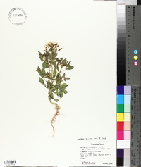 Polanisia dodecandra subsp. trachysperma image