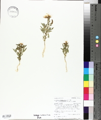 Polanisia dodecandra subsp. trachysperma image