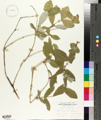 Lonicera dioica image