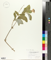 Lonicera dioica image