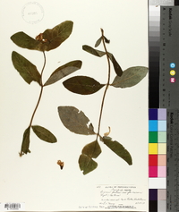 Lonicera dioica image