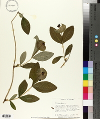 Lonicera dioica image