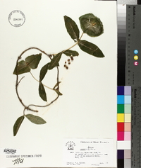 Lonicera dioica image