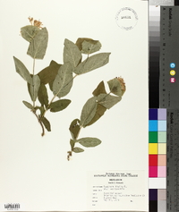 Lonicera dioica image