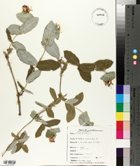 Lonicera dioica image