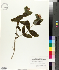 Lonicera dioica image