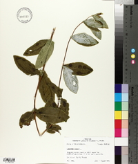 Lonicera dioica image