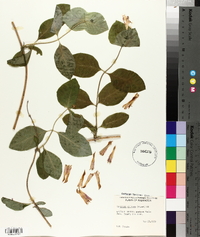 Lonicera ciliosa image