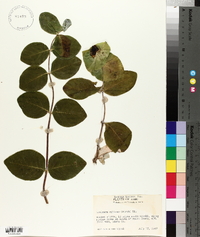 Lonicera ciliosa image