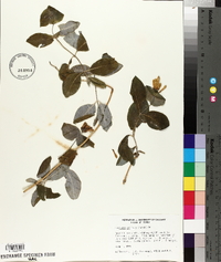 Lonicera ciliosa image