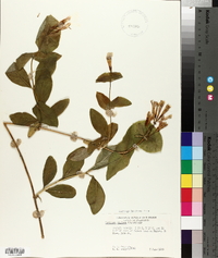 Lonicera ciliosa image