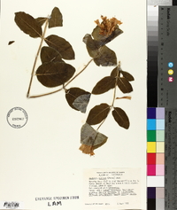 Lonicera ciliosa image