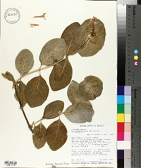 Lonicera ciliosa image